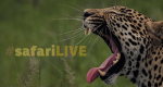 Safari Live (USA, 2017 – )