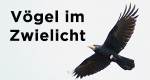 V&ouml;gel im Zwielicht