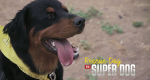 Super Dogs - Helfer in der Not