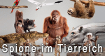 Spione im Tierreich