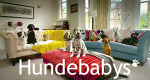 Hundebabys - Chaos auf vier Pfoten