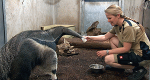 Frau Doktor und die wilden Tiere