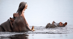 Die Flut - Okavango unter Wasser