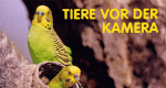 Tiere vor der Kamera