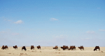 Wilde Mongolei