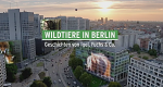 Wildtiere in Berlin – Geschichten von Igel, Fuchs & Co. (D, 2020 – )