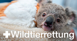 Wildtierrettung