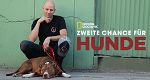 Zweite Chance für Hunde