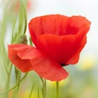 User 1305352
