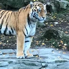 Tasba_71