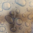 Blubberblase