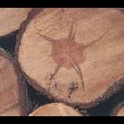 Holzstern