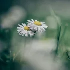 Gänseblümchen