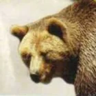 Rosenbaer