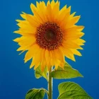 Sonnenblume