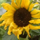 Sonnenblümchen