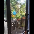 Sonnenblümchen