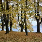 Nachtschatten