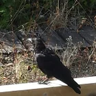 Crow