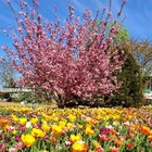 Blüten bis zum Himmel
